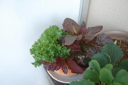 チャッピー ベランダ菜園