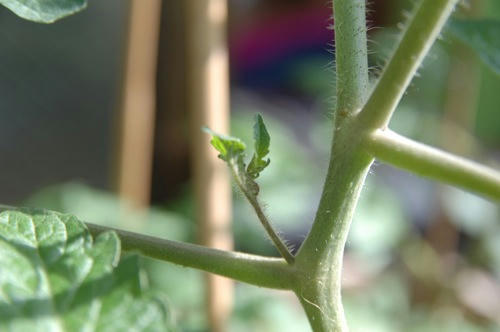 チャッピー ベランダ菜園