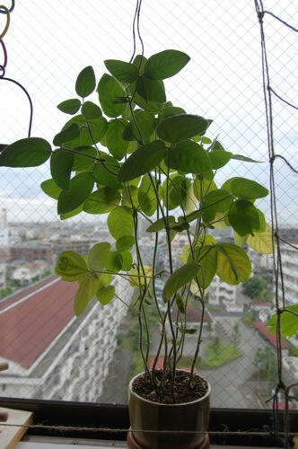 チャッピー ベランダ菜園