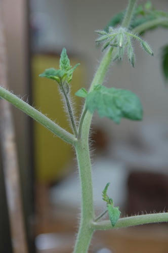 チャッピー ベランダ菜園