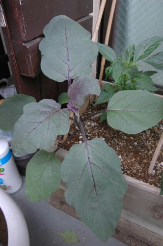 チャッピー ベランダ菜園