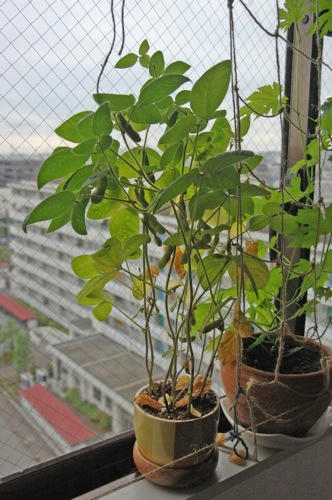 チャッピー ベランダ菜園