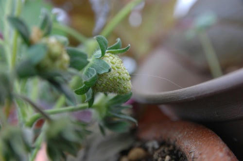 チャッピー ベランダ菜園