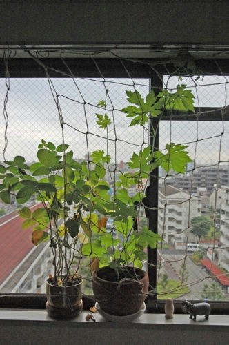チャッピー ベランダ菜園