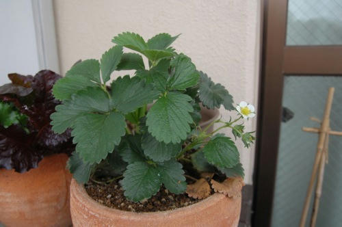 チャッピー ベランダ菜園