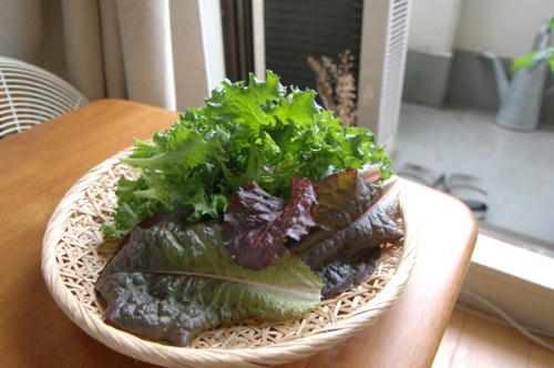 チャッピー ベランダ菜園