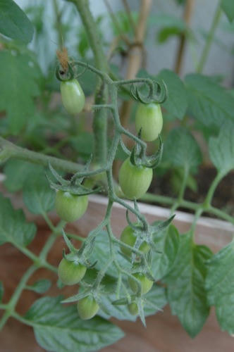 チャッピー ベランダ菜園