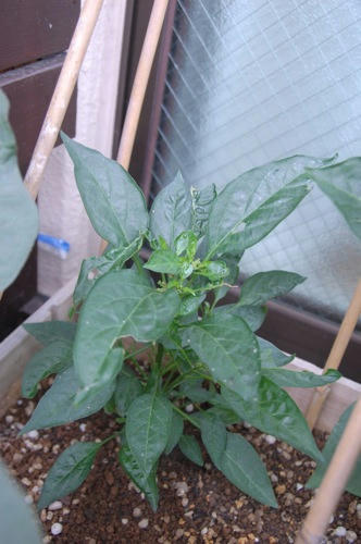 チャッピー ベランダ菜園