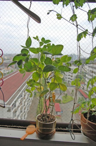 チャッピー ベランダ菜園