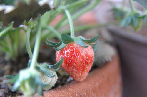 チャッピー ベランダ菜園