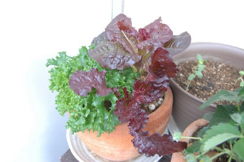 チャッピー ベランダ菜園