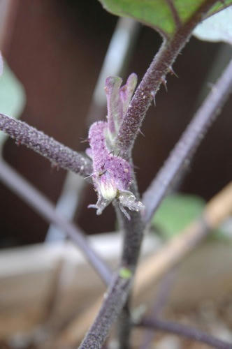 チャッピー ベランダ菜園