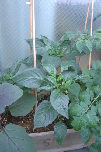 チャッピー ベランダ菜園