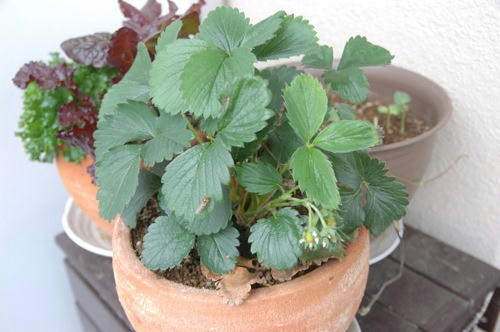 チャッピー ベランダ菜園