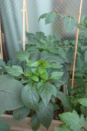 チャッピー ベランダ菜園