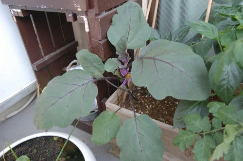 チャッピー ベランダ菜園