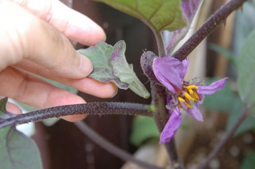 チャッピー ベランダ菜園