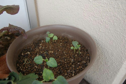 チャッピー ベランダ菜園