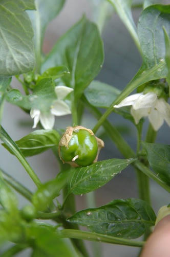 チャッピー ベランダ菜園
