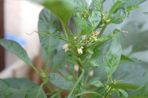 チャッピー ベランダ菜園