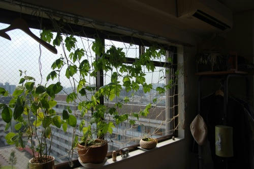 チャッピー ベランダ菜園