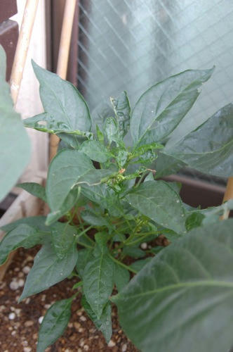 チャッピー ベランダ菜園