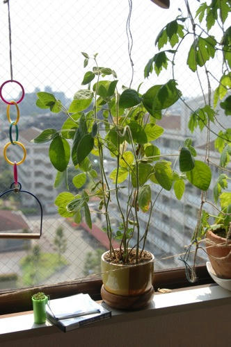 チャッピー ベランダ菜園