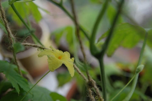 チャッピー ベランダ菜園