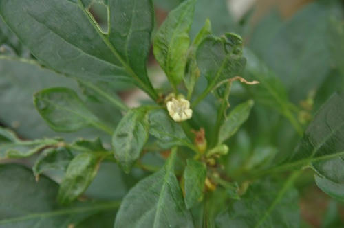 チャッピー ベランダ菜園