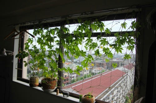 チャッピー ベランダ菜園
