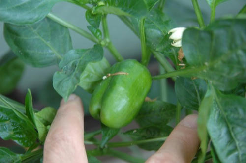 チャッピー ベランダ菜園