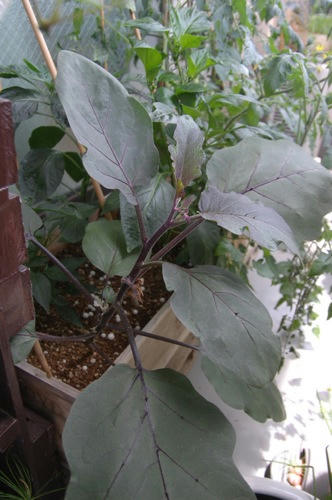 チャッピー ベランダ菜園