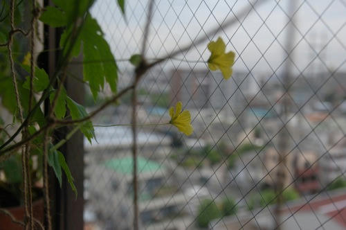 チャッピー ベランダ菜園