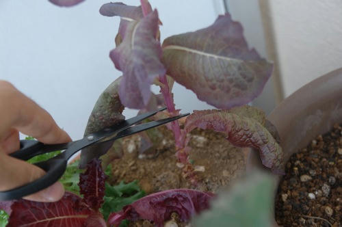 チャッピー ベランダ菜園