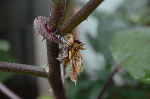 チャッピー ベランダ菜園