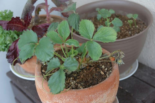 チャッピー ベランダ菜園