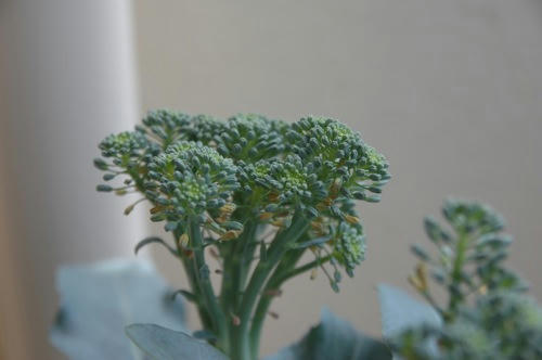 チャッピー ベランダ菜園