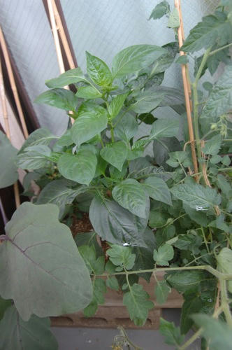 チャッピー ベランダ菜園