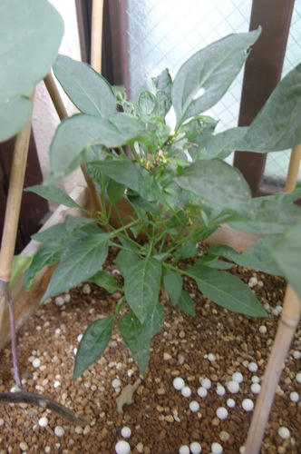 チャッピー ベランダ菜園
