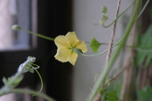 チャッピー ベランダ菜園