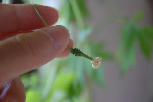 チャッピー ベランダ菜園