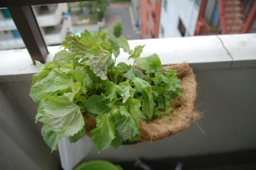 チャッピー ベランダ菜園