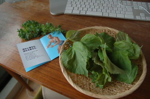 チャッピー ベランダ菜園