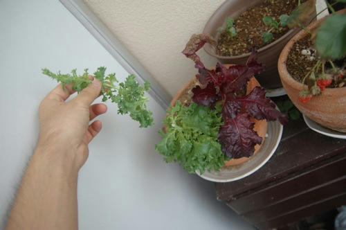 チャッピー ベランダ菜園