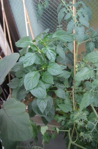 チャッピー ベランダ菜園