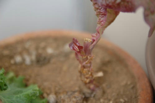 チャッピー ベランダ菜園