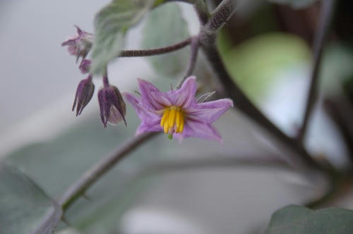 チャッピー ベランダ菜園