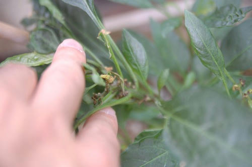 チャッピー ベランダ菜園
