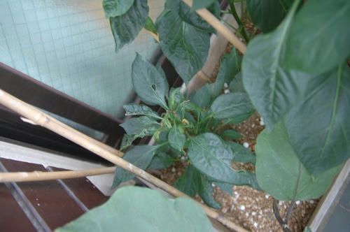 チャッピー ベランダ菜園