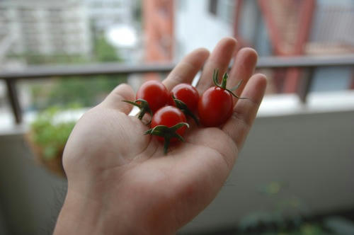 チャッピー ベランダ菜園